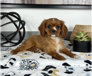 Cavalier King Charles Spaniel Puppy for sale in FRANKLIN, IN, USA