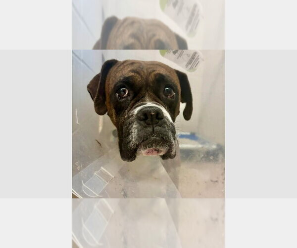 Medium Photo #3 Boxer Puppy For Sale in Austin, TX, USA