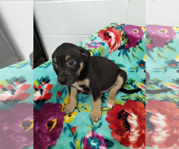 Medium Photo #2 Mutt Puppy For Sale in York, SC, USA