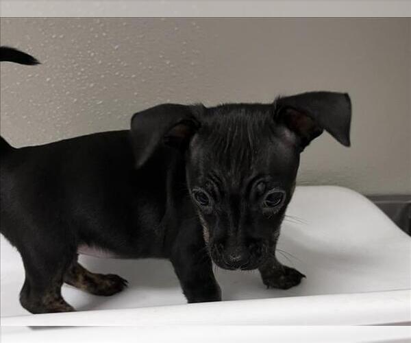Medium Photo #1 Chihuahua-Unknown Mix Puppy For Sale in Tracy, CA, USA
