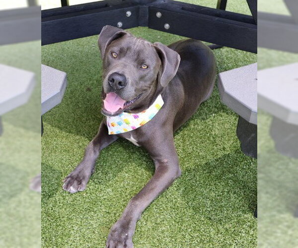 Medium Photo #1 Great Dane-Weimaraner Mix Puppy For Sale in Rockaway, NJ, USA