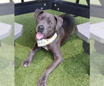 Small Great Dane-Weimaraner Mix
