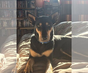 Doberman Pinscher-Unknown Mix Dogs for adoption in Minneaoplis, MN, USA