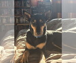 Small Doberman Pinscher Mix