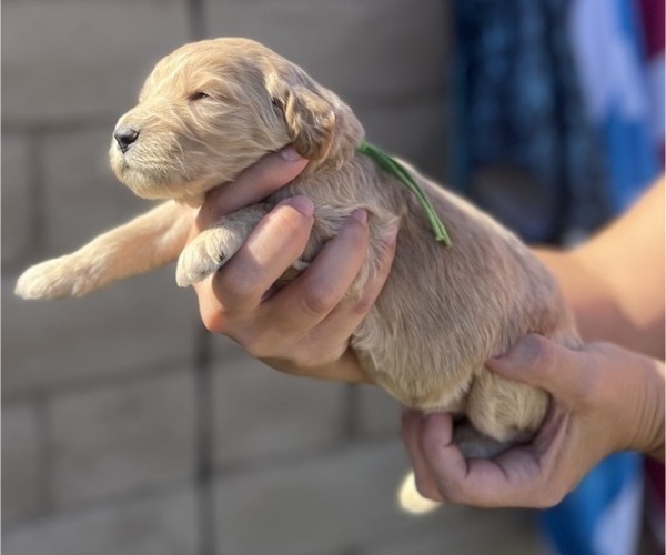 Medium Photo #8 Goldendoodle Puppy For Sale in PHOENIX, AZ, USA
