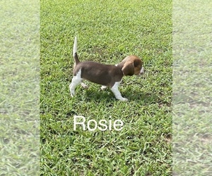 Beagle Puppy for Sale in NATHALIE, Virginia USA