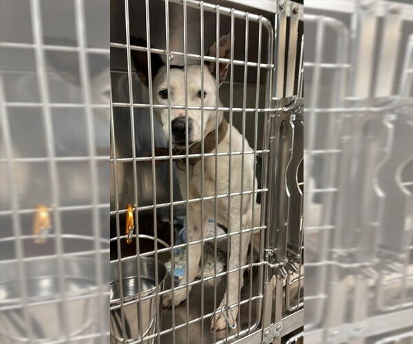 Medium Photo #1 American Pit Bull Terrier-Unknown Mix Puppy For Sale in Waco, TX, USA