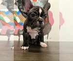 Small Photo #5 French Bulldog Puppy For Sale in ONTARIO, CA, USA