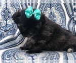 Small Photo #6 Shih-Poo Puppy For Sale in LAKELAND, FL, USA