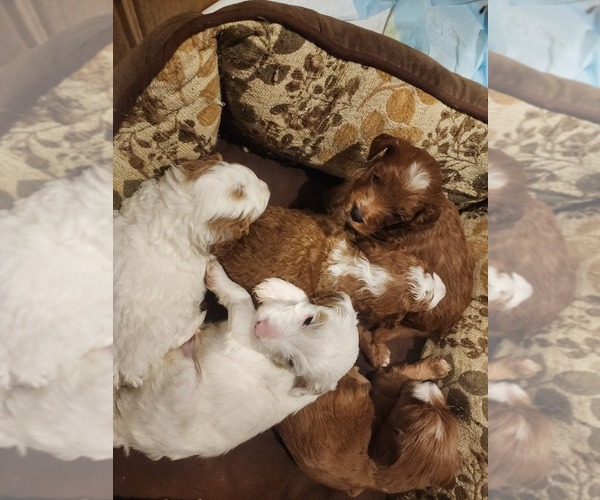 Medium Photo #10 Goldendoodle Puppy For Sale in SAN TAN VALLEY, AZ, USA