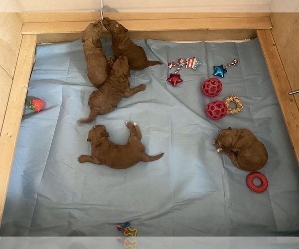 Medium Photo #6 Goldendoodle Puppy For Sale in BREA, CA, USA