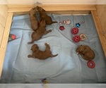 Small Photo #6 Goldendoodle Puppy For Sale in BREA, CA, USA