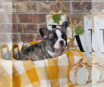 Litter of 4 - Male(s) and Female(s) French BulldogLitter of Puppies for Sale - Photo #2