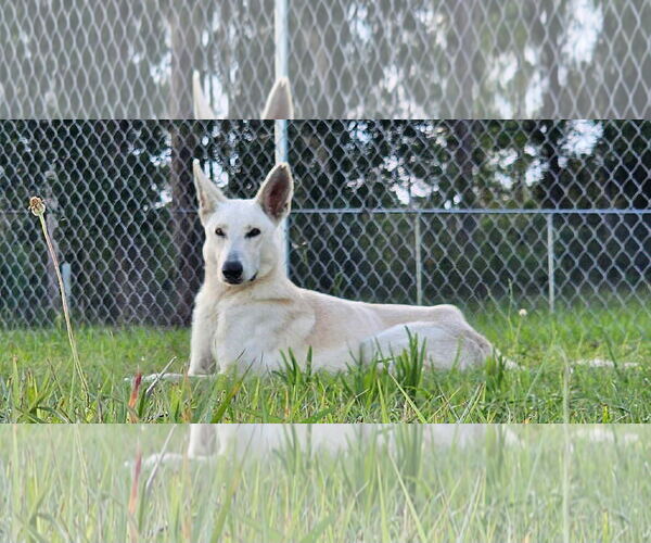 Medium Photo #7 German Shepherd Dog Puppy For Sale in Plantation, FL, USA