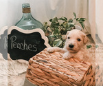 Small Photo #5 Goldendoodle Puppy For Sale in MARQUAND, MO, USA