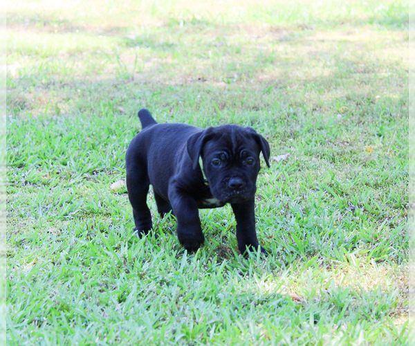 Medium Photo #1 Cane Corso Puppy For Sale in ABERDEEN, MS, USA