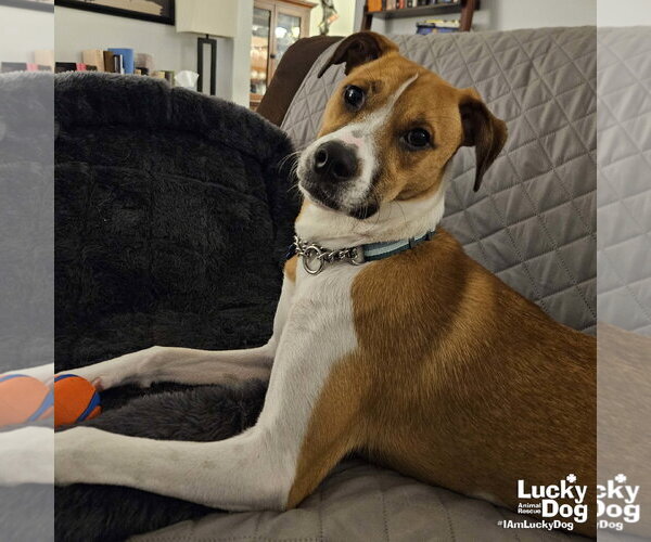 Medium Photo #5 Mutt Puppy For Sale in Washington, DC, USA