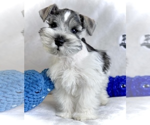 Schnauzer (Miniature) Puppy for sale in COLORADO SPRINGS, CO, USA