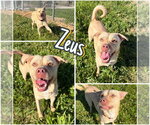 Small #3 American Staffordshire Terrier-Labrador Retriever Mix