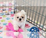 Small #9 Shih Tzu