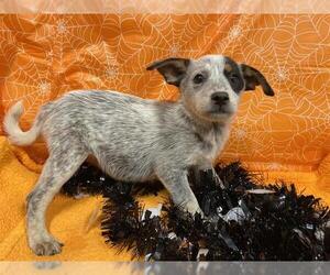 Australian Cattle Dog Dogs for adoption in Modesto, CA, USA