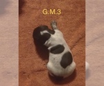 Small Photo #19 German Shorthaired Pointer Puppy For Sale in ARGONNE, WI, USA
