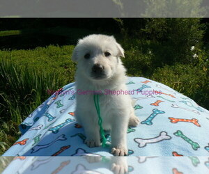 German Shepherd Dog Puppy for Sale in PIEDMONT, Missouri USA