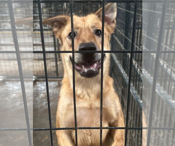 Medium Photo #2 Mutt Puppy For Sale in Jackson, MS, USA