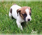 Puppy 6 Beabull-Jack Russell Terrier Mix