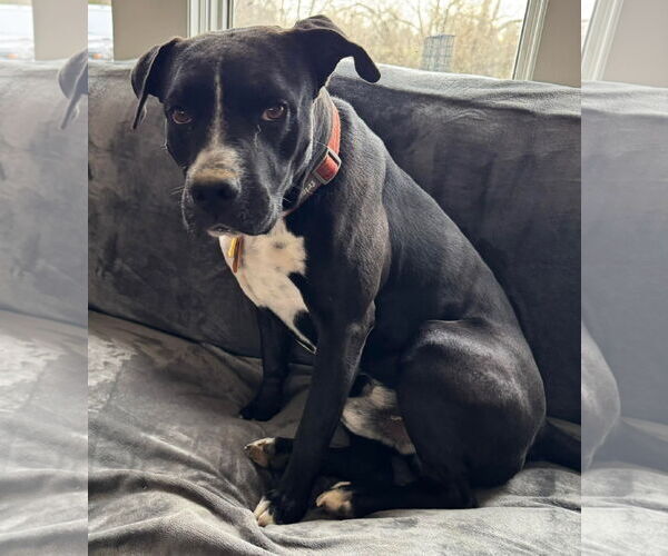 Medium Photo #2 American Pit Bull Terrier-Unknown Mix Puppy For Sale in Germantown, OH, USA