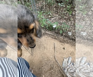 Dachshund Puppy for Sale in LOUISA, Virginia USA