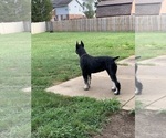 Small #39 Schnauzer (Giant)