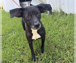 Harper - Female Mutt Dog for Adoption - Photo #3