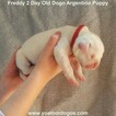 Small Photo #155 Dogo Argentino Puppy For Sale in PINEVILLE, MO, USA