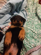 Rottweiler Puppy for sale in PENSACOLA, FL, USA