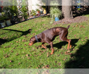 Brandy - Female Doberman Pinscher Dog for Adoption - Photo #7