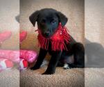 Small Labrador Retriever Mix