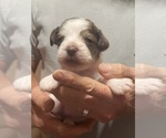 Small #1 Schnauzer (Miniature)