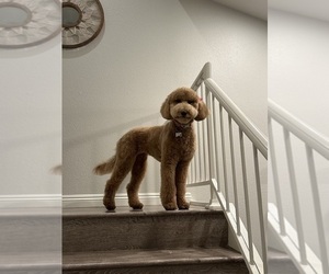 Father of the Goldendoodle puppies born on 04/20/2025