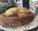 Small #4 Golden Retriever