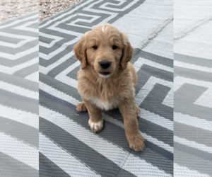 Goldendoodle Puppy for sale in PORT ISABEL, TX, USA