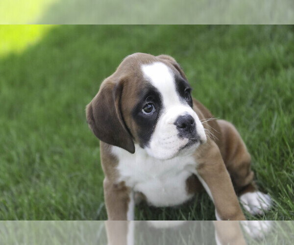 Medium Photo #4 Boxer Puppy For Sale in SHIPSHEWANA, IN, USA