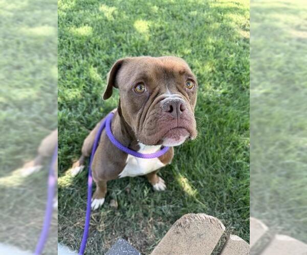 Medium Photo #1 Bulldog-Unknown Mix Puppy For Sale in Forestville, MD, USA