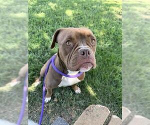 Bulldog-Unknown Mix Dogs for adoption in Forestville, MD, USA