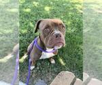 Small Bulldog Mix