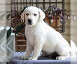 Small #2 Labrador Retriever