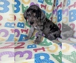 Puppy Red Great Dane