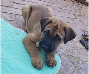 Boxador-Rhodesian Ridgeback Mix Puppy for sale in AVONDALE, AZ, USA