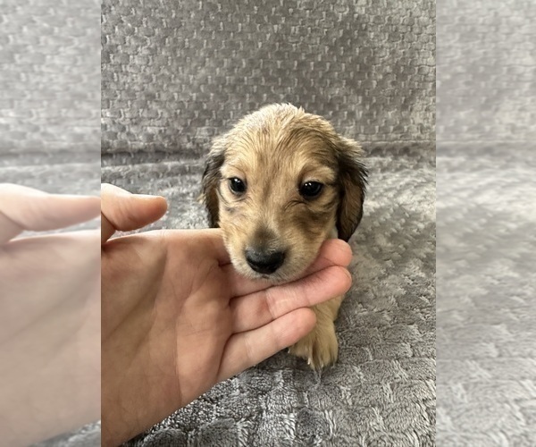 Medium Photo #19 Dachshund Puppy For Sale in MEMPHIS, TN, USA