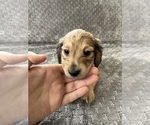 Small #18 Dachshund